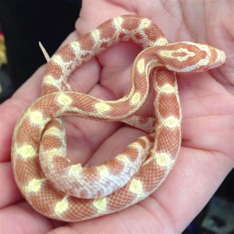 Creamsicle Corn Snake