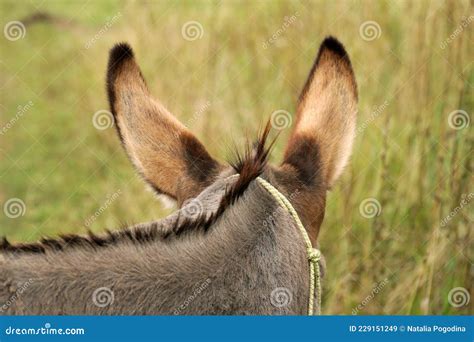 Orelhas De Burro