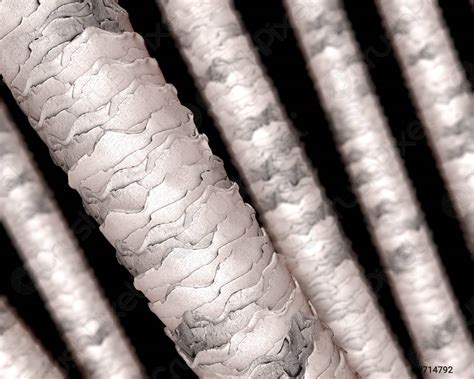 human hair microscope stock photo  crushpixel