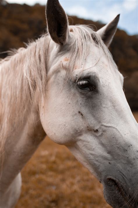 images livestock stallion mane fauna close  bridle snout