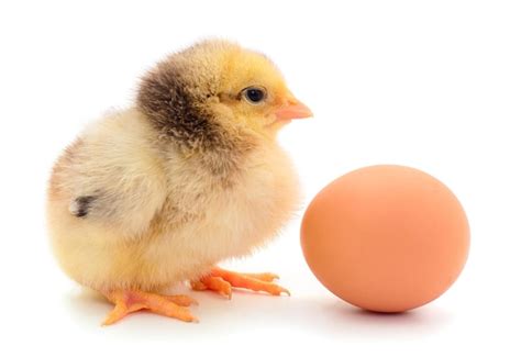 premium photo small chicken  egg isolated