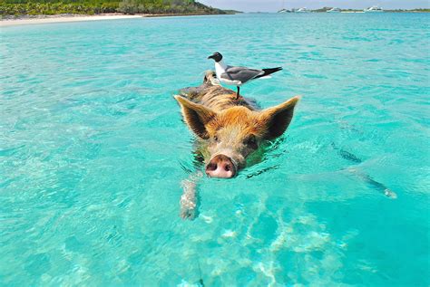 Gambar gratis: babi, laut, renang, air, binatang, pantai, burung