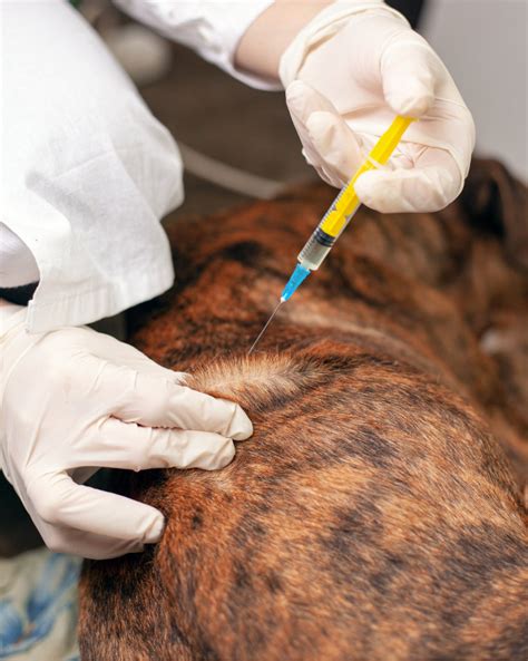 Canine Atopic Dermatitis, CAD - Mutian