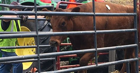PETA billboard to honor cows killed in local crash