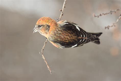 White-winged Crossbill | Audubon Field Guide