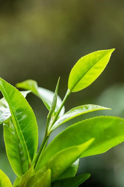 premium photo closeup fresh green tea leaves