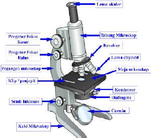 menggunakan mikroskop cahaya  baik  benar dosenbiologicom