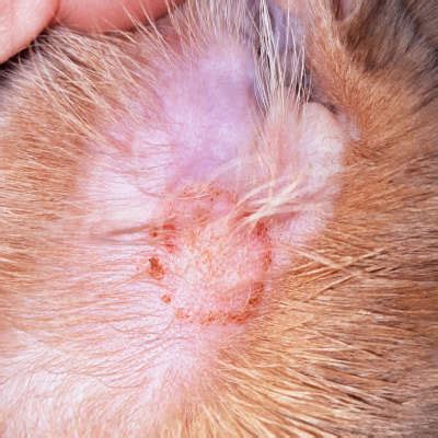 how to prevent ringworm in dogs