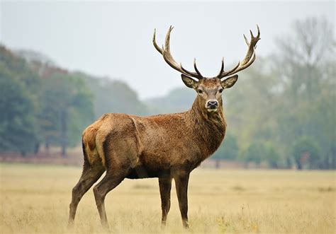 Spiritual Meaning of Finding Deer Antlers - CHURCHGISTS.COM