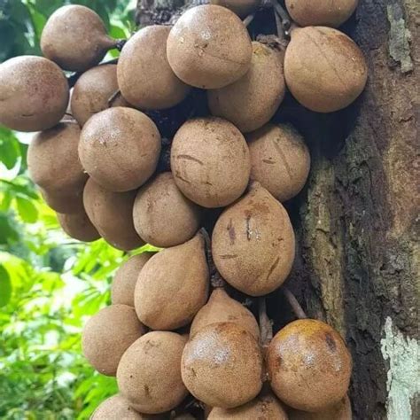 Kepel Keppel Seeds (Stelechocarpus burahol) Burahol fruit - Limited ...