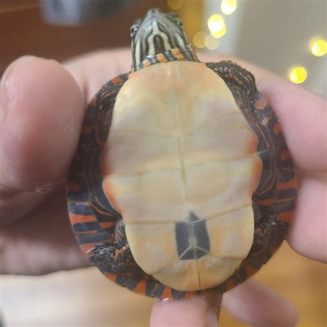 What's wrong with my turtle's plastron? : turtle