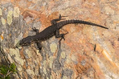 Lagartixa Preta É Venenosa - Lagartixa preta: Conheça suas Características