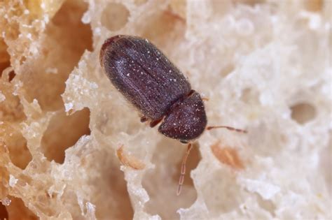 brown flat beetle