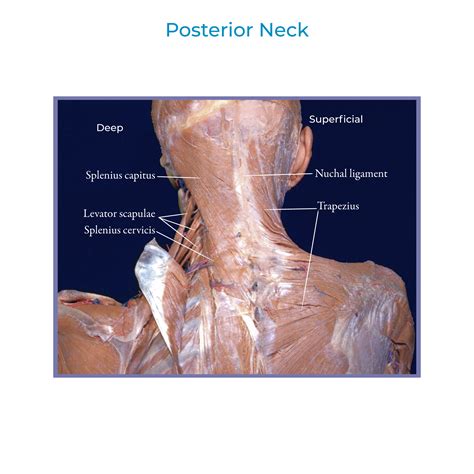 Gross Anatomy Glossary: Trapezius | ditki medical & biological sciences