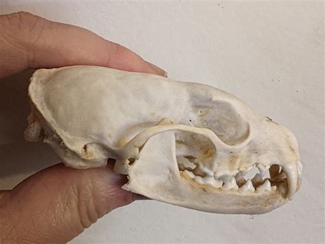 American Marten Skull #00724 - Craniates Curiosites: Oddity Sales and