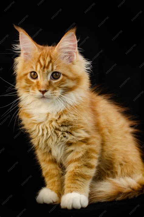 Orange Maine Coon Cat