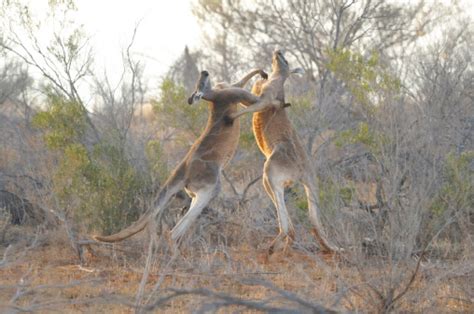 Kangaroos Fighting Stock Photo - Download Image Now - iStock