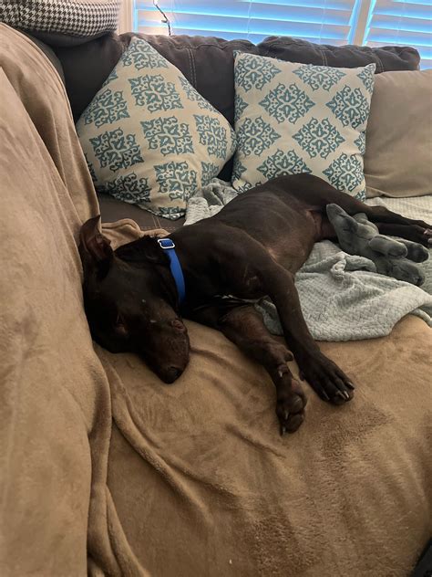 Sweet, cuddly foster pup needs a forever home : r/Spartanburg