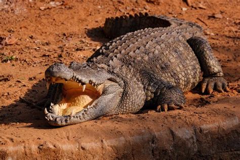Todo Crocodilo É Um Reptil - Majestade do antigo réptil a abordagem furtiva de um crocodilo de água ...