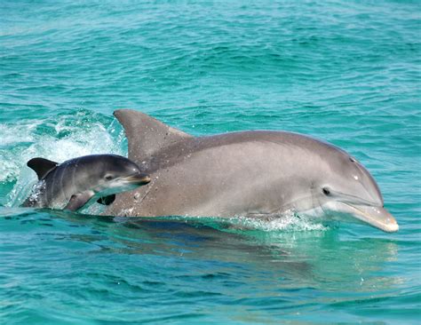 Cute Baby Dolphins Wallpapers - Top Free Cute Baby Dolphins Backgrounds ...