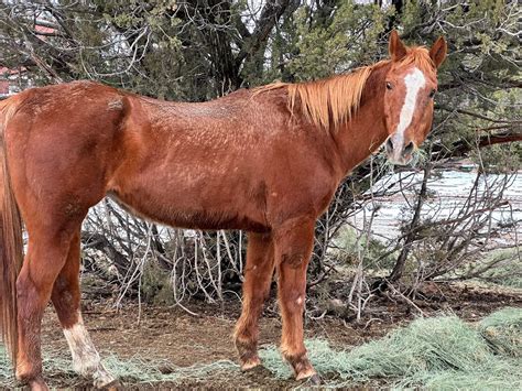 Meet Toby : He is an Sorrel... - For The Love Of The Hoof