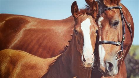 how much does it cost to insure a horse