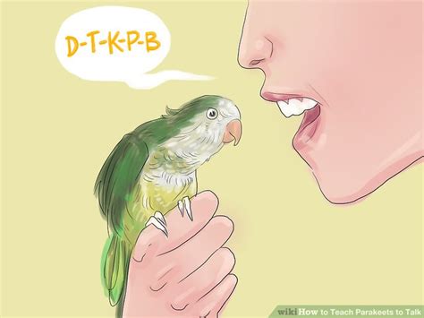 How to Teach Parakeets to Talk: 11 Steps (with Pictures) - wikiHow