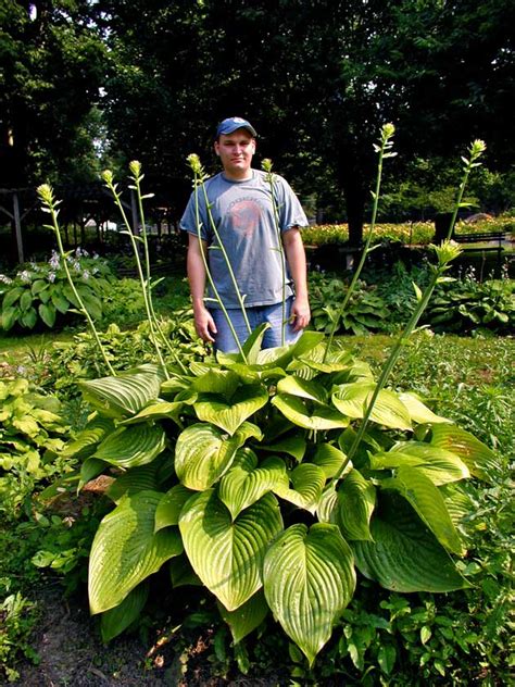 elatior hosta
