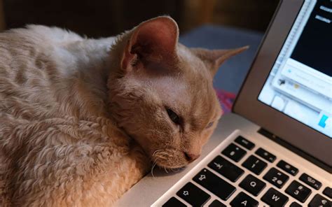 devon rex cat breed information