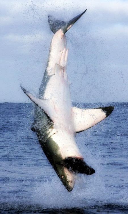 8 Shark Claspers ideas | shark, white sharks, great white shark