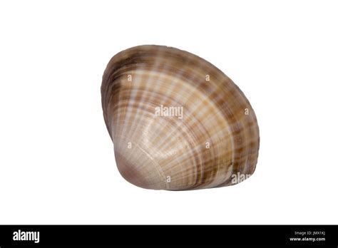 smooth shell   white background stock photo alamy
