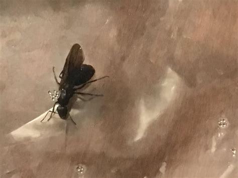 male  female alate rants