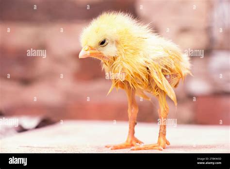 pullorum  res stock photography  images alamy