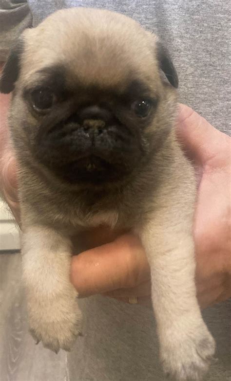 Charlene's Precious Pugs - Pug Puppies For Sale In Woonsocket, RI