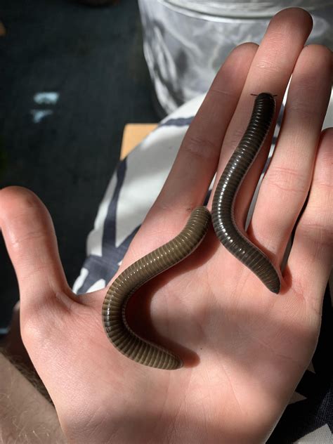 Two Philippine Giant Blue millipedes (Acladocricus sp. Buglas/Negros