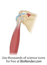 shoulder anatomy  subacromial bursae icons symbols images