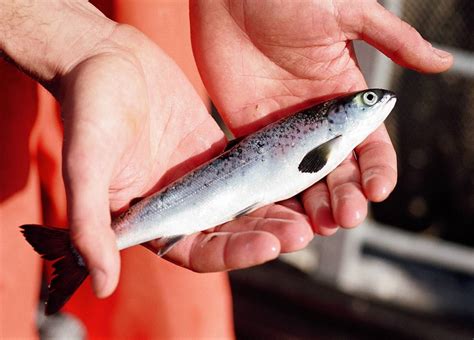 The Aquaculturists: 23/10/2017: SuperSmolt: A good smolt is half the ...