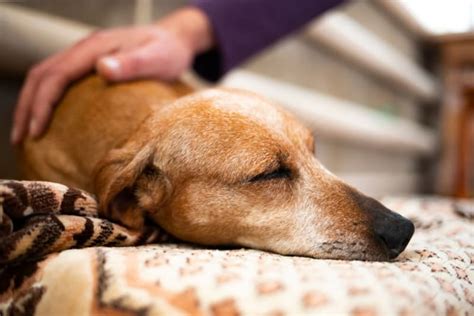 how to tell if my dog has been poisoned