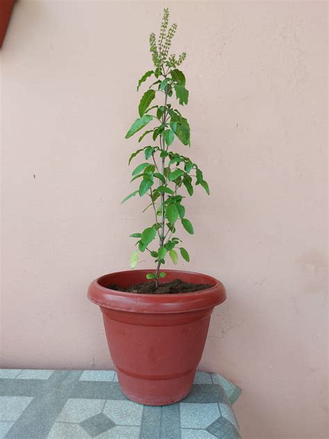 Why Tulsi plant dies at home - Prakratik.com