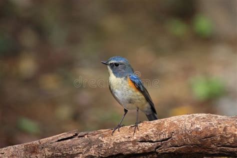 tarsiger cyanurus red flanker bluetail stock photo image  color