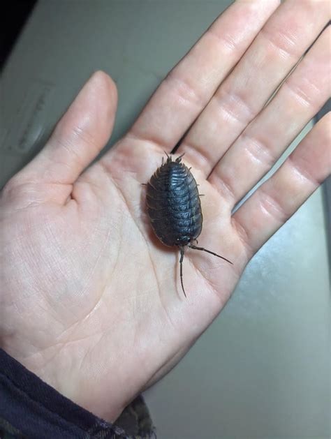 Giant (1") isopods of unknown species : r/isopods