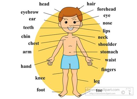 13+ Human Body Clipart | ClipartLook