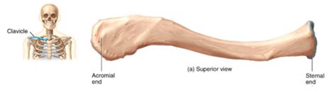Shoulder girdle and arm Flashcards | Quizlet