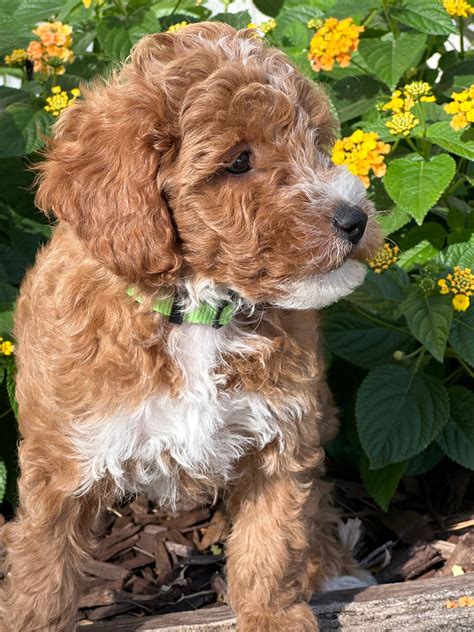 Our Puppies – Rising Star Goldendoodles