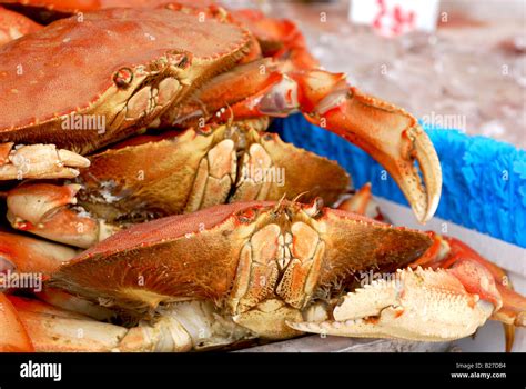 buy fresh crab  guide  purchasing high quality