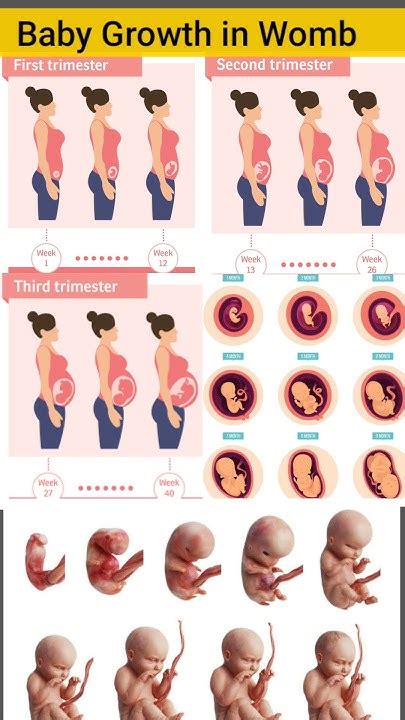 Embryonic development 1 month to 9 month in pregnancy #shorts #foryou #