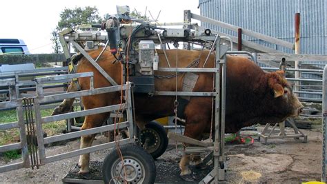 Cattle Hoof Trimming Crush - Victorian Hoof Care Services