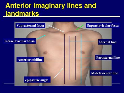 physical examination  respiratory system powerpoint