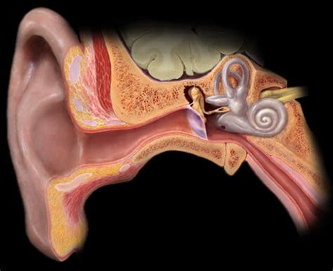 ear diagram quizlet