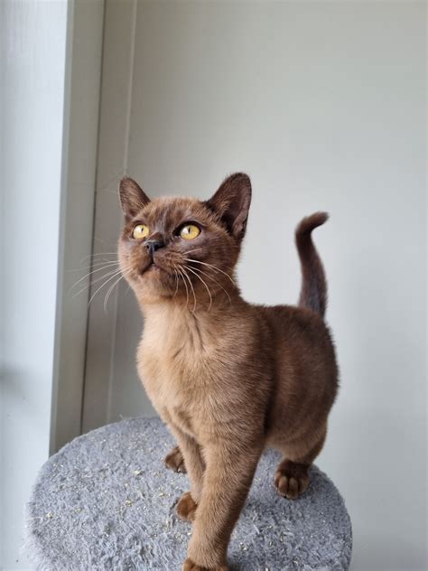 Burmese by Recherche | Southbridge